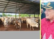 Jelang Idul Adha Kebutuhan Hewan Qurban Meningkat